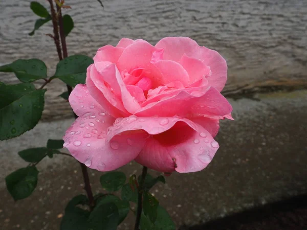 Romántica Rosa Rosada Fresca Floreciente Las Rosas Rosadas Carmesí Florecen — Foto de Stock