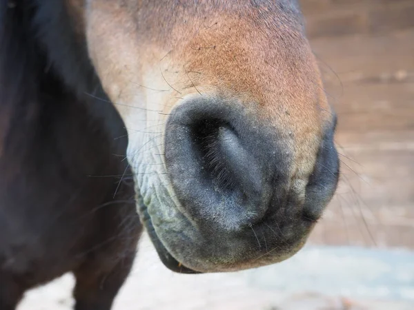棕色马的鼻孔的特写 有鼻孔的大鼻子 — 图库照片