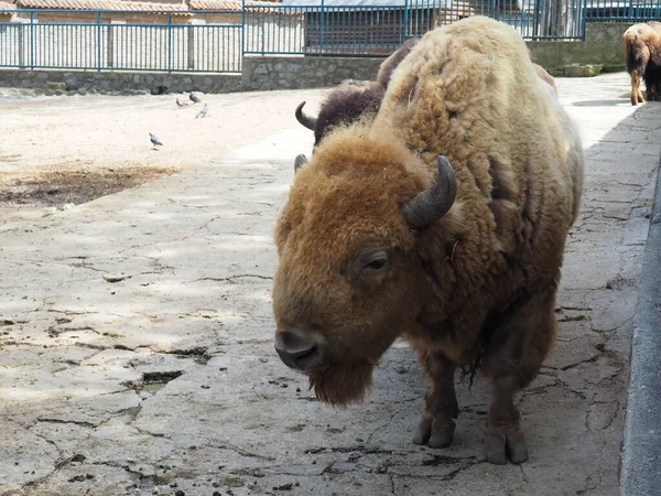 Зубр Американский Бизон Является Разновидностью Копытных Млекопитающих Племени Быков Семейства — стоковое фото