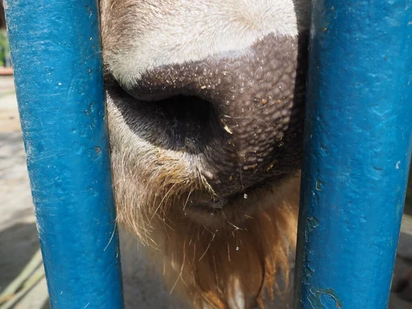 Бизон Американский Бизон Мокрый Нос Бизона Клоунокопытные Млекопитающие Племени Быков — стоковое фото