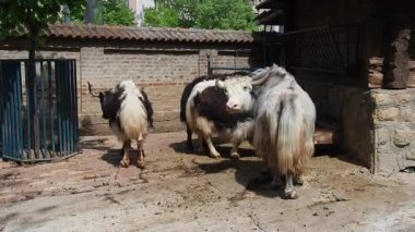 Birkaç öküz. Birkaç öküz. Rumant 'lar çiğner. Tibet öküzü Bos mutusu sığır familyasından çatal tırnaklı bir memeli türüdür. Büyük boynuzlar