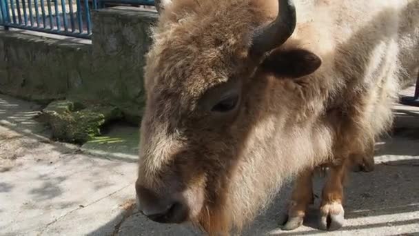 Bizon, czyli żubr amerykański, jest gatunkiem ssaków kopytnych z plemienia byków z rodziny byków. Bizon oddycha, mruga i porusza uszami. — Wideo stockowe