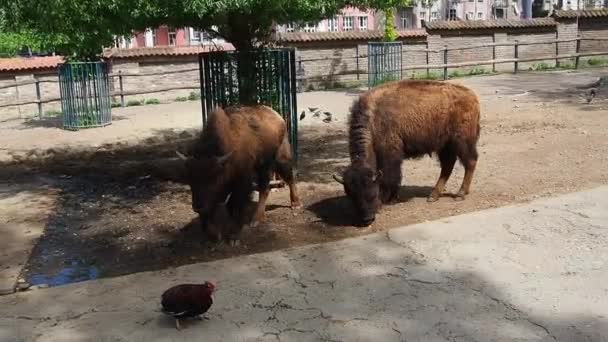 Buffeln jagar bort den lama tuppen. Bison, eller amerikansk bisonoxe, är en art av klövdjur från tjurstammen i nötkreatursfamiljen.. — Stockvideo