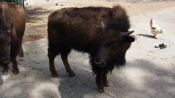 To bison og en hane. Dyret puster. Hannen er en brun jak med store horn. Bison, eller American bison, er en art av hovne pattedyr fra oksestammen i storfefamilien.. – stockvideo