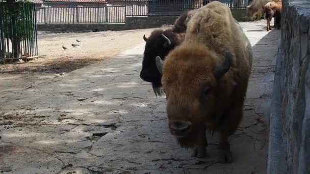 Bison, oder Amerikanischer Bison, ist eine Art von Säugetieren mit gespaltenen Hufen aus dem Stamm der Bullen der Rinderfamilie. Sehr nahe am Wisent können sich beide Arten uneingeschränkt kreuzen. — Stockvideo