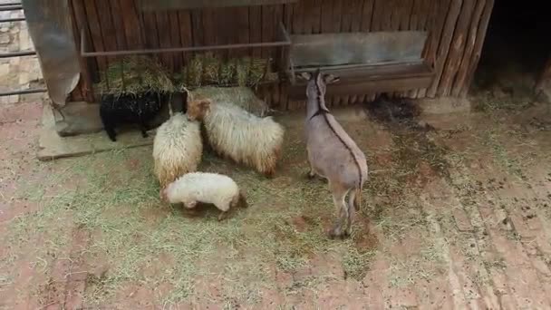 Les moutons et les ânes mangent le foin de l'abreuvoir. Mammifères, artiodactyles et équidés déjeunent. — Video