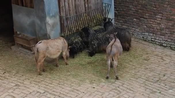 Les moutons noirs et les ânes mangent le foin de l'abreuvoir. Mammifères, artiodactyles et équidés déjeunent. — Video