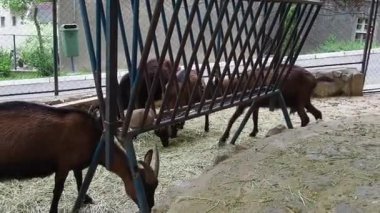 Alp keçisi cinsi. Hayvanlar besleyiciden saman yerler. Siyah solmuş kahverengi keçi sürüsü.
