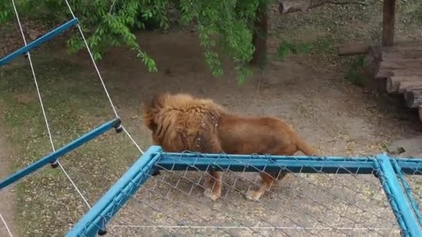 Belgrado, Servië. 5 mei 2021. Leeuw in de dierentuin. De leeuw "Panthera leo" is een vleesetende zoogdier uit de familie van de leeuwen. Mannelijke leeuw staat zijwaarts en gaat dan op de grond liggen. Metalen hek tegen roofdieren. — Stockvideo