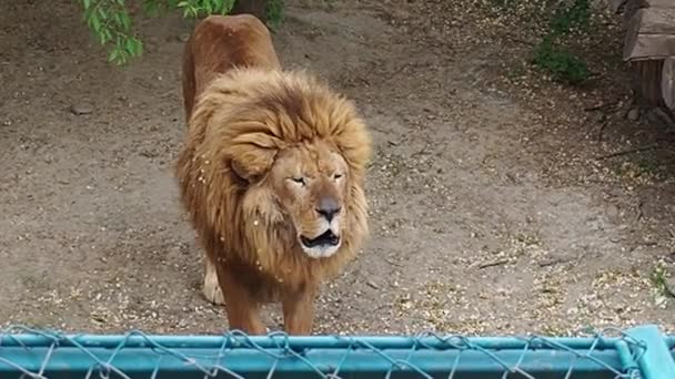 Belgrado, Servië, 5 mei 2021 Een geelgrijze man met een grote manen straalt een waarschuwingsgebrul uit en markeert zijn territorium. Uitdrukking van katachtige dominantie. Leeuw in de dierentuin. HD video met geluid. — Stockvideo