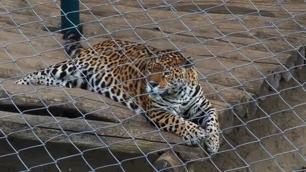 Le jaguar se trouve sur une passerelle en bois, se repose, regarde autour, bouge sa queue et tourne la tête sur le côté. Barbecue métallique contre les prédateurs. Vidéo 4k. — Video