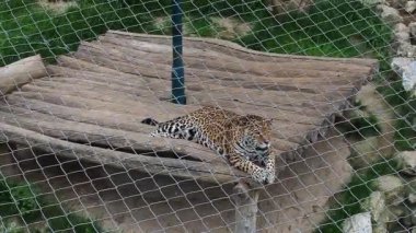 Jaguar ahşap kalaslarda uzanır, dinlenir ve gergin bir şekilde kuyruğunu sallar. Hayvan kafasını tahtanın üzerine koyar ve sonra onu yana çevirir. HD video. Kedi familyasından yırtıcı bir memeli.