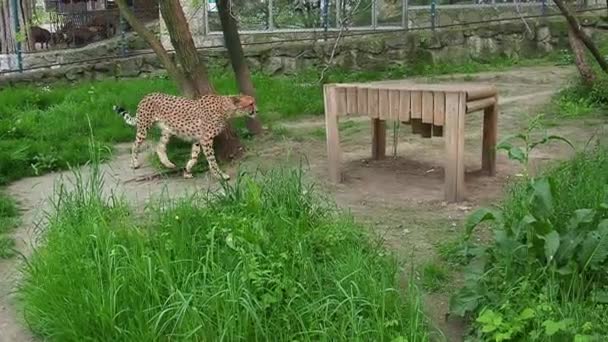 Gepard zkontroluje vůni na kmeni stromu a svižně kráčí pod dřevěnou konstrukcí. Půvabná chůze afrického zvířete. Gepard obchází své území. — Stock video