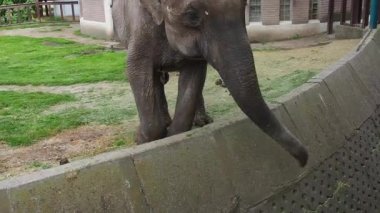 Asya fili ya da Hint fili. Sırtında yeşil çimenler olan bir erkek fil etrafını dolaşır ve etrafını düşünür, gövdesini ve kuyruğunu hafifçe sallar. Ayak altında fil dışkısı.