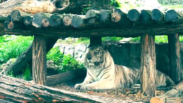 Tigre du Bengale, Panthera tigris tigris ou Panthera tigris bengalensis. Mutation albinos - tigre blanc. L'animal se repose. Le tigre tient fièrement sa tête et la tourne. — Video