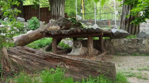 Bengaalse tijger, Panthera tigris tigris of Panthera tigris bengalensis. Albino mutatie - witte tijger. Het dier rust. De tijger draait zijn hoofd trots. — Stockvideo