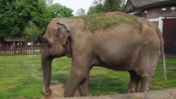 Elefante asiático, o elefante indio. Un elefante con hierba verde arrojada sobre su espalda camina y posa frente a la cámara, sacude su tronco y cola, come y rasca su cara. Hora de verano. — Vídeo de stock