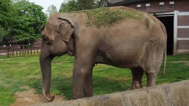 アジアゾウやインドゾウ。後ろの歩道に緑の草を投げつけ、カメラの前でポーズをとり、トランクと尾を揺らし、左目を食べ傷をつける象。夏時間. — ストック動画