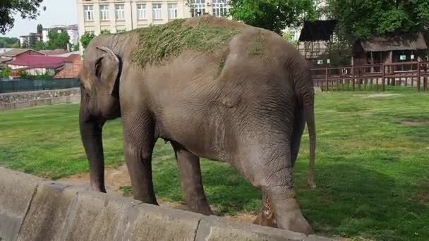 Азійський слон або індійський слон. Слон з зеленою травою, кинутим на спину, йде і стоїть спиною до камери, розмахуючи багажником і хвостом, тягнучи ногу. Літо.. — стокове відео