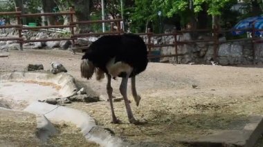 Belgrad, Sırbistan, 5 Mayıs 2021 Afrika Masai devekuşu. Devekuşu yerden yemek yer. Hayvanat bahçesindeki kuş eğilir ve gagasıyla kırıntıları gagalar. Uçamayan en büyük kuş.