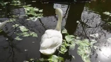 Güneşli bahar havasında suda beyaz kuğu. Göletteki beyaz kuğu gagasıyla yakalar ve lahana ve yeşil marul yer. Su kuşunun yaşamı