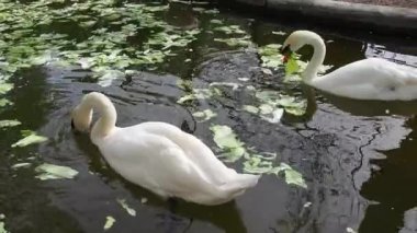 Güneşli bahar havasında suda iki beyaz kuğu. Gölette beyaz kuğular gagalarını kapar ve lahana ve yeşil marul yerler. Su kuşu yaşamı