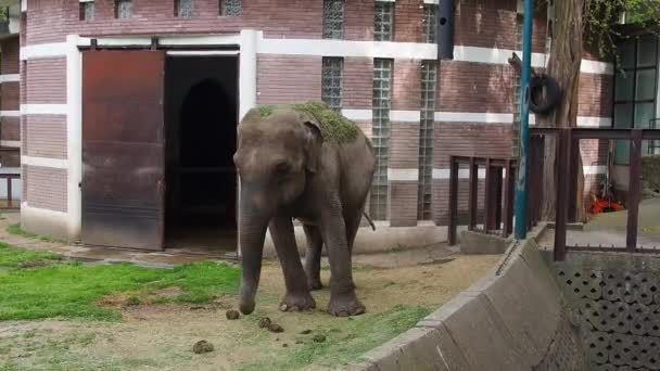 Азиатский слон, или индийский слон. Мужчина-слон с зеленой травой, брошенной на спину, ходит вокруг корпуса и размышляет, слегка тряся своим туловищем и хвостом. Слоновые помёты под ногами. — стоковое видео