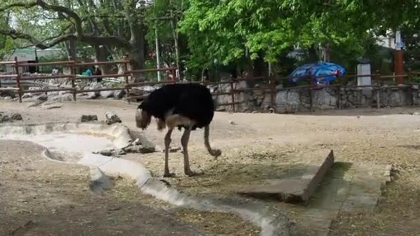 アフリカのマサイ・ダチョウ。ダチョウは地面から食べ物を食べる。動物園の鳥は曲がり、そのくちばしでパン粉をつまむ。最大の空飛ぶ鳥 — ストック動画