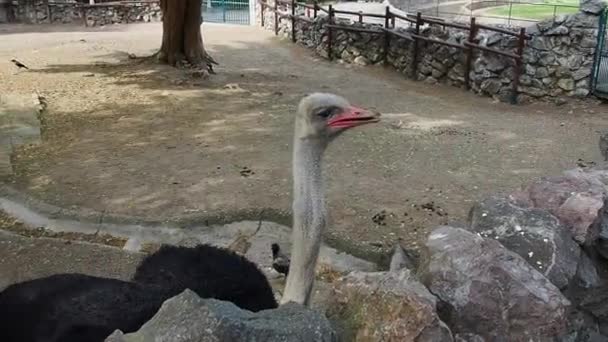 Afrikanischer Masai Strauß. Der Strauß fängt Maisstäbchen, die die Menschen darauf werfen. Der Vogel im Zoo kann kein Futter fangen. Der größte flugunfähige Vogel — Stockvideo