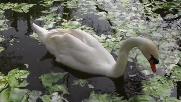 Biały łabędź w wodzie w słoneczną wiosenną pogodę. Biały łabędź w stawie chwyta dziobem i je kapustę i zieloną sałatę. Życie ptactwa wodnego — Wideo stockowe