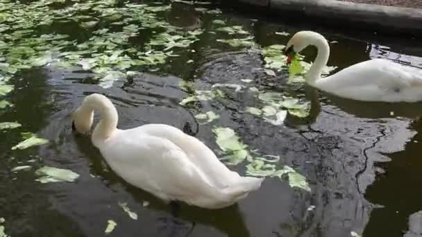 Dois cisnes brancos na água em tempo de primavera ensolarado. Cisnes brancos na lagoa pegar seu bico e comer repolho e alface verde. Vida das aves aquáticas — Vídeo de Stock