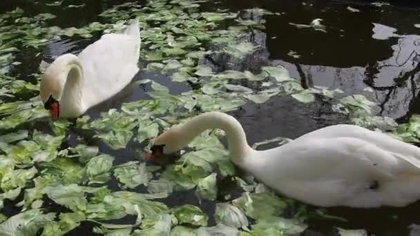 晴れた春の天気で水の中に白い白鳥2羽。池の白い白鳥はくちばしをつかんでキャベツと緑のレタスを食べる。水鳥の生活 — ストック動画
