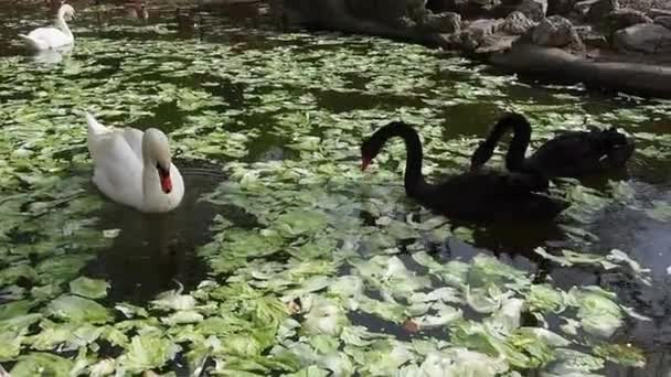 Два белых лебедя и два черных лебедя в воде в солнечную весеннюю погоду. Лебеди в пруду хватаются за клюв и едят капусту и зеленый салат. Водоплавающие птицы — стоковое видео