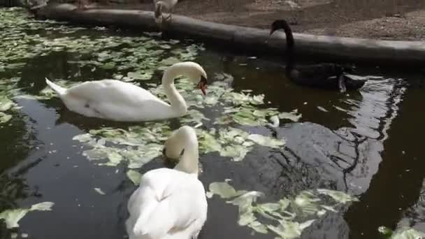 Dois cisnes brancos e um cisne preto na água em tempo de primavera ensolarado. Os cisnes na lagoa pegam seu bico e comem repolho e alface verde. Vida das aves aquáticas — Vídeo de Stock