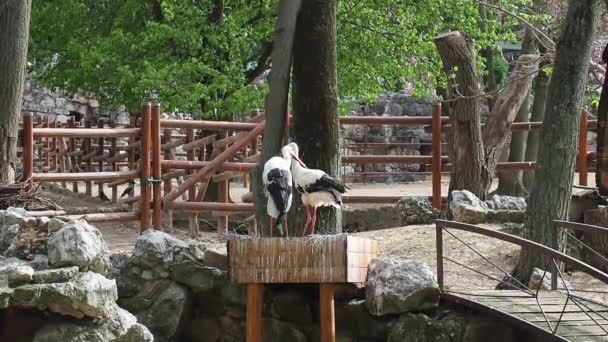 两只鹤在交配季节筑巢.Storks are in love and caress each other with their beaks,站在支架上standing on a support.鸟类学、忠贞和爱情主题. — 图库视频影像