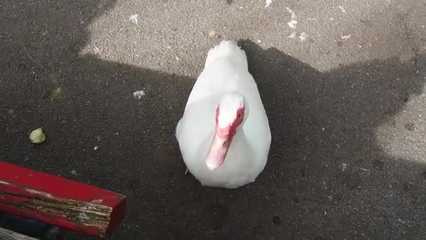 Een witte vogel komt naar boven en smeekt om heerlijk eten van een persoon. Een gans of eend smeekt om iets lekkers. De vogel kijkt, en zonder te wachten op voedsel, vertrekt naar de zijkant zonder interesse. — Stockvideo