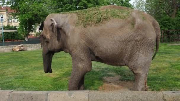 アジアゾウやインドゾウ。背中に緑の草が投げられた象がカメラの横に立ち、幹と尾を振ります。夏時間｜4K. — ストック動画