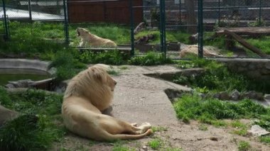 Albino beyaz aslanlar hayvanat bahçesinde dinleniyor. Aslan Panthera leo, kedigiller (Felidae) familyasından Panter familyasından bir alt familya olan Panter cinsi etobur memeli türüdür..