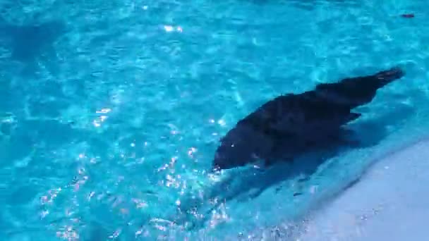 O selo nada debaixo d 'água e gira agudamente na outra direção. Água da piscina azul. Phocidae é uma família de mamíferos carnívoros da subordem Canine. — Vídeo de Stock