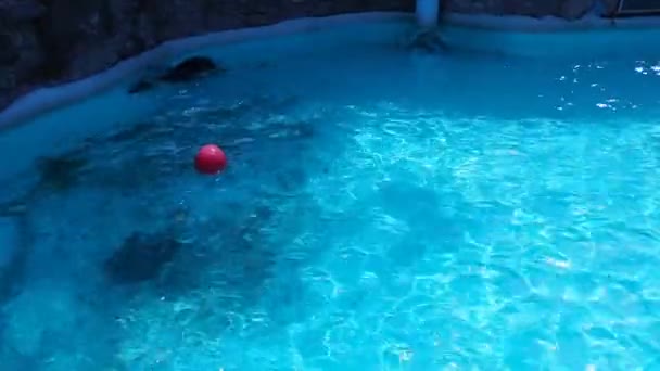 El sello nada bajo el agua y gira bruscamente en la otra dirección. Agua azul de la piscina. Las focas reales Phocidae son una familia de mamíferos carnívoros del suborden de los pinnípedos caninos. — Vídeo de stock