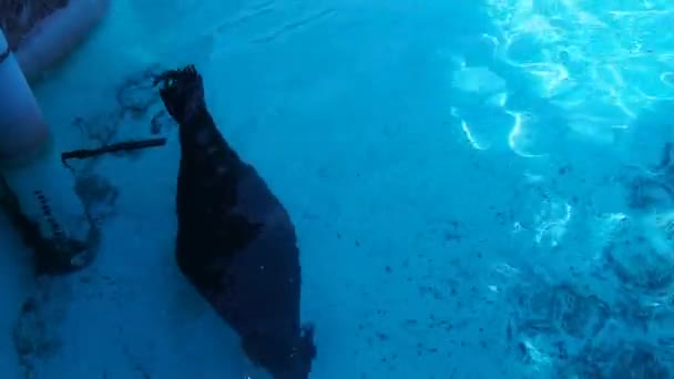 Tuleň plave pod vodou a ostře se otáčí opačným směrem. Voda z modrého bazénu. Skuteční tuleni Phocidae jsou čeledí masožravých savců z podřádu pinďourů — Stock video
