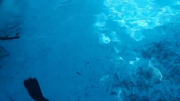 Le phoque nage sous l'eau et tourne brusquement dans l'autre sens. Eau de piscine bleue. Les Phocidae sont une famille de mammifères carnivores du sous-ordre des pinnipèdes Canine. — Video