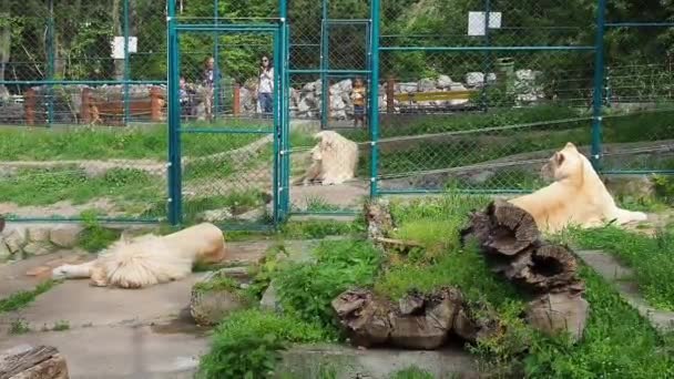 Weiße Albino-Löwen ruhen sich im Zoo aus. Lion Panthera leo ist eine Spezies fleischfressender Säugetiere, eine der Vertreter der Gattung Panther, einer Unterfamilie der Großkatze Pantherinae aus der Familie der Katzen Felidae. — Stockvideo