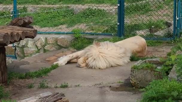 Witte leeuwen rusten in de dierentuin. Leeuw Panthera leo is een zoogdier uit de familie van de spitsmuizen (Felidae).. — Stockvideo