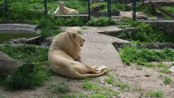 Albinos białe lwy odpoczywają w zoo. Lew Panthera leo jest gatunkiem mięsożernych ssaków, jednym z przedstawicieli rodzaju Panther, podrodziny dużego kota Pantherinae z rodziny Felidae. — Wideo stockowe