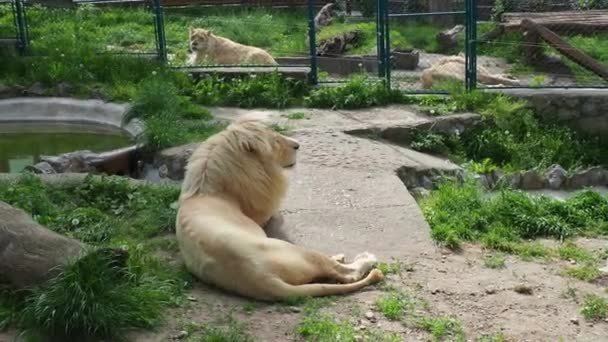 Τα λευκά λιοντάρια αλμπίνο ξεκουράζονται στο ζωολογικό κήπο. Το Lion Panthera leo είναι ένα είδος σαρκοφάγων θηλαστικών, ένας από τους εκπροσώπους του γένους Panther, μια υποοικογένεια της μεγάλης γάτας Pantherinae στην οικογένεια Felidae. — Αρχείο Βίντεο