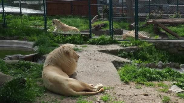 Lions blancs albinos reposent dans le zoo. Lion Panthera leo est une espèce de mammifères carnivores, un des représentants du genre Panther, une sous-famille de grands félins Pantherinae de la famille des Felidae.. — Video