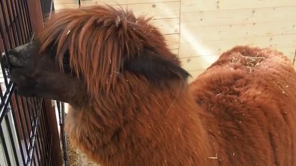 Alpaca, alpaca Vicugna pacos es una mascota derivada de vicuna o vigoni. Un animal de piel marrón gruesa mira sobre una valla metálica y roe la valla. Alpaca en el zoológico. — Vídeos de Stock