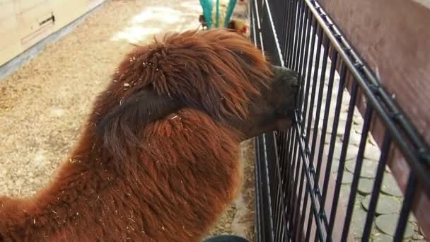 Alpaca, alpaca Vicugna pacos es una mascota derivada de vicuna o vigoni. Un animal de piel marrón gruesa mira sobre una valla metálica y roe la valla. Alpaca en el zoológico. — Vídeos de Stock