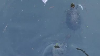 Birçok kırmızı kulaklı ve diğer su kaplumbağaları suda yüzer, birbirlerine pençeleriyle tutunarak, ağızlıklarını suyun yüzeyinden kaldırarak. Islak kaplumbağa kabukları, üst manzara..